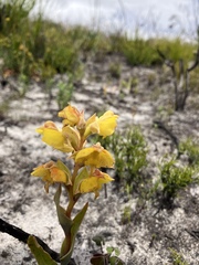 Pterygodium acutifolium