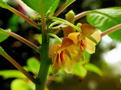 Impatiens gomphophylla
