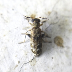 Pelonium
