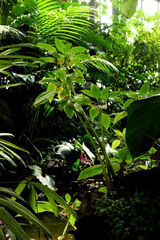 Impatiens gomphophylla