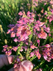 Erica excavata