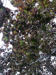 Platanaceae