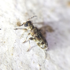 Pelonium