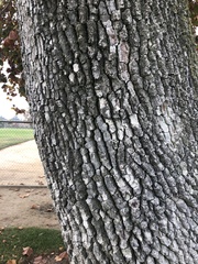 Platanaceae