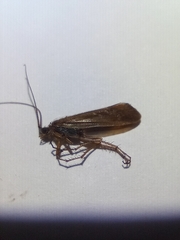 Limnephilus auricula