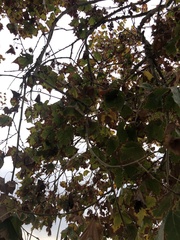 Platanaceae