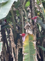Musa balbisiana