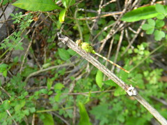 Erythemis vesiculosa