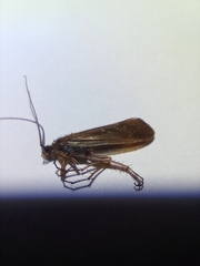 Limnephilus auricula