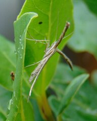 Pterophoridae