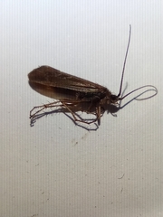 Limnephilus auricula