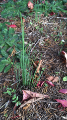 Juncus patens