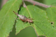 Arachnocephalus vestitus