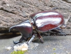 Xylotrupes mniszechi