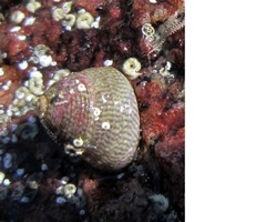 Steromphala cineraria