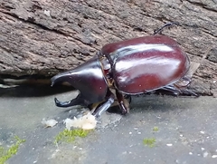 Xylotrupes mniszechi