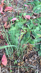 Allium vineale