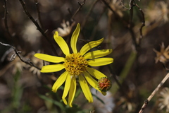 Senecio harveianus