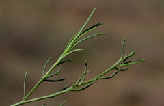 Senecio harveianus