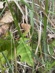 Gomphocerippus rufus