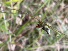 Gomphocerippus rufus