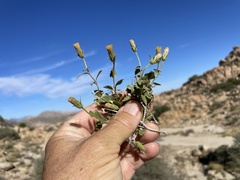 Brickellia atractyloides