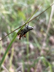 Gomphocerippus rufus