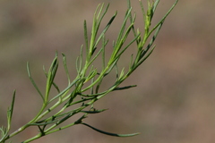 Senecio harveianus