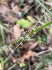 Gomphocerippus rufus