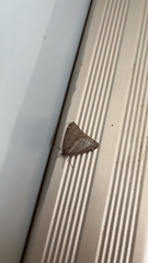 Alsophila pometaria