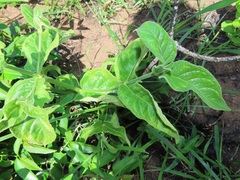 Vangueria