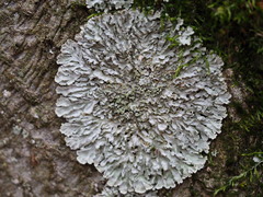 Physconia perisidiosa