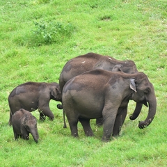 Elephas maximus indicus