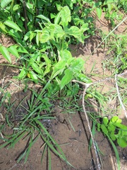 Vangueria