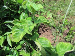 Vangueria