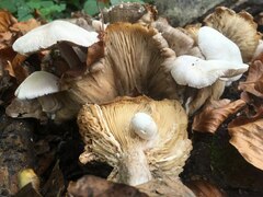 Volvariella surrecta