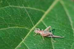 Arachnocephalus vestitus