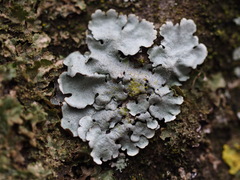 Parmelina tiliacea