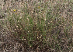 Senecio harveianus