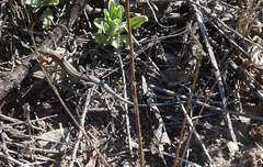 Aspidoscelis hyperythrus beldingi