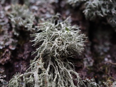 Ramalina farinacea