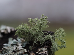 Usnea