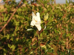 Rosa bracteata