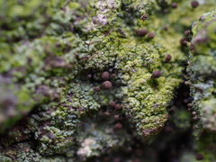 Chaenotheca ferruginea