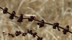Rumex pulcher