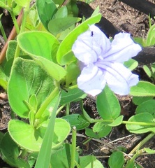 Ruellia cordata