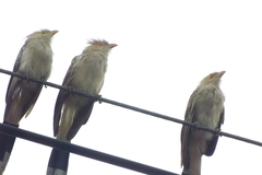 Guira guira