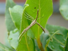 Pterophoridae