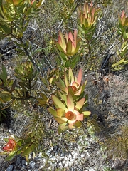 Leucadendron gandogeri