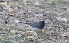 Junco hyemalis cismontanus